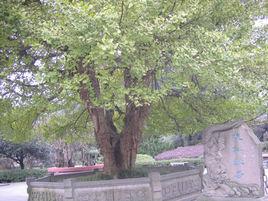 和田千年梧桐