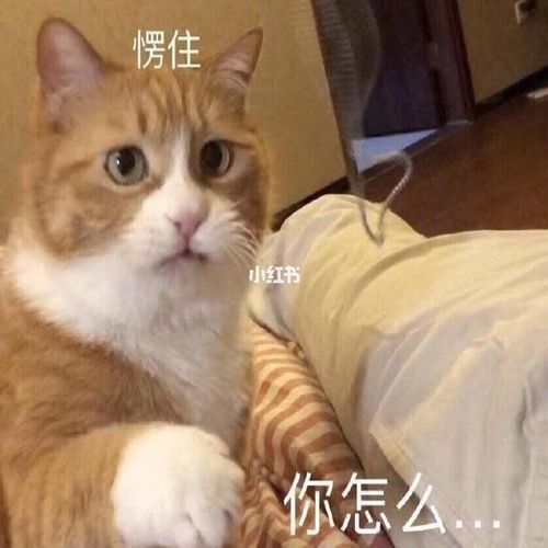 愣住表情包合集_表情包_素材_表情包