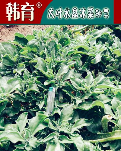 大叶水晶冰菜种子 农田菜地丰产蔬菜耐寒耐旱水晶冰菜
