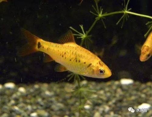 金条鲫(puntius sachsii)