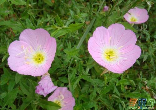 月见草的花语是什么