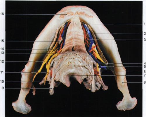 口腔底血管神经(下面观2)-颌面口腔应用解剖-医学