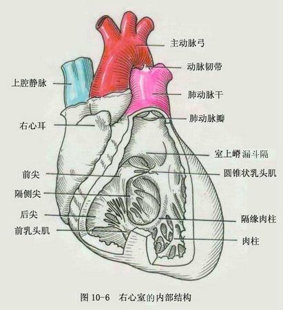 右心室的组成