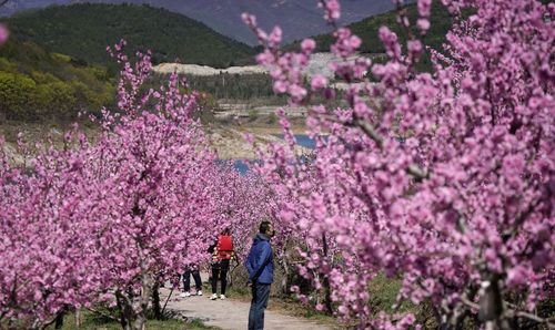 北京平谷美丽桃花引客来