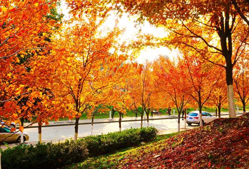 《枫叶美》——初冬文华学院赏红枫 2020.12.