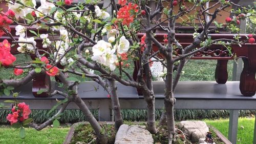 荆川公园海棠节