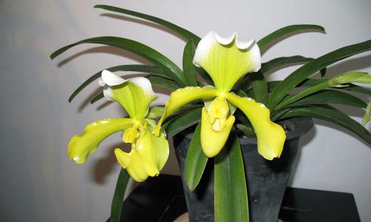 杏黄兜兰的作用 杏黄兜兰的介绍 栽培技术