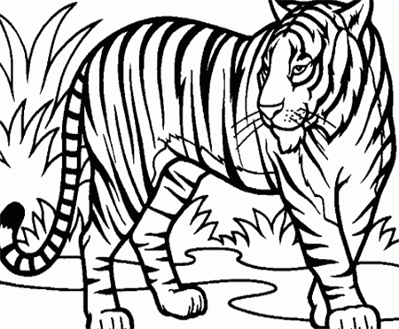 凶猛老虎简笔画图片凶猛老虎