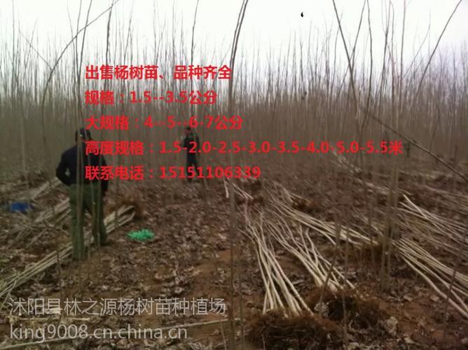 杨树苗基地沧州