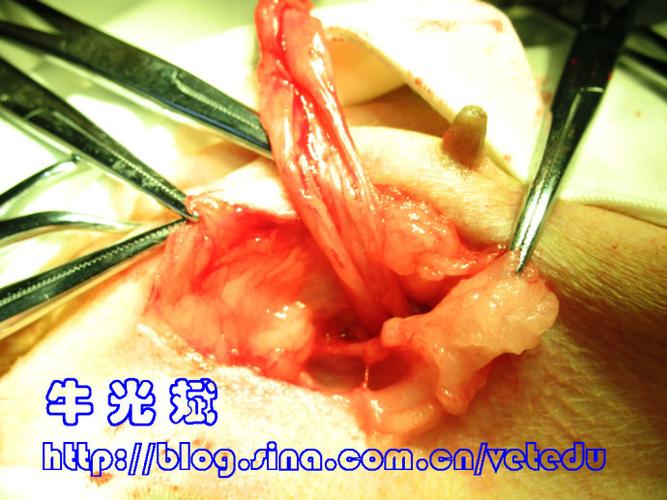 母犬腹股沟疝修补手术
