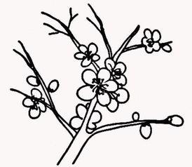 桂花树简笔画儿童画-在线图片欣赏