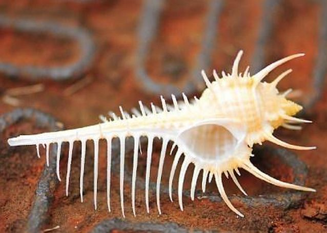 紫色确实源于古罗马时代,也确是用一种特殊的海螺分泌的液体染色而成.