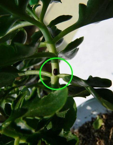 蚜虫:长寿花长蚜虫,数量较少时,可以直接用清水冲洗,数量多了可用