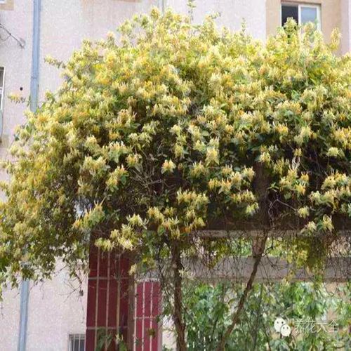 金银花苗攀援花卉爬藤本植物金银花树苗四季不掉叶常青金银花盆栽