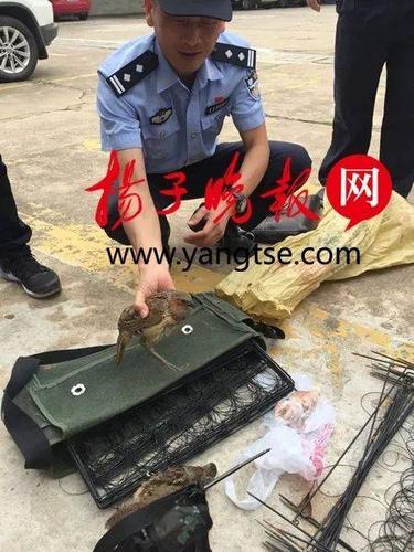 奇葩丨茅山男子为博点击量直播抓竹鸡,被民警抓获