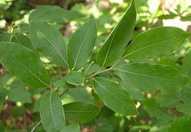 綟木为杜鹃花科植物南烛的枝叶和果实.