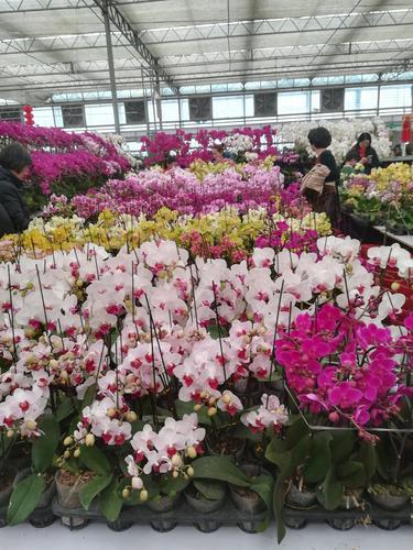 北京花卉批发零售市场之行