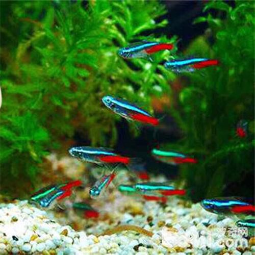 草缸红绿灯热带活体观赏小型灯科鱼群游鱼混养满额包邮促销价单价
