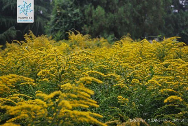 最熟悉的"恶之花"——加拿大一枝黄花丨花花万物