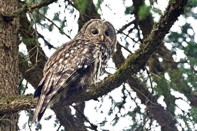 四川林鸮(来源:湿地之友网)