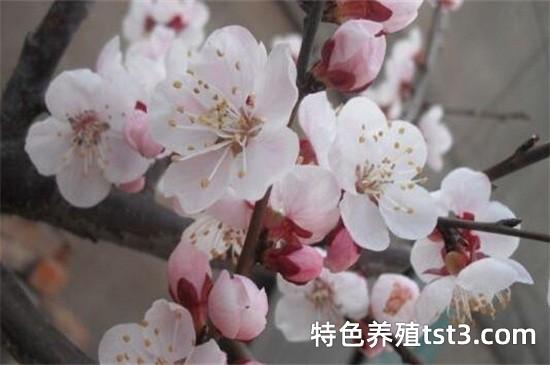 桃花杏花哪个先开