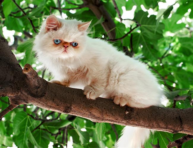 喜马拉雅猫价格_图片_纯种喜马拉雅猫幼犬多少钱一只