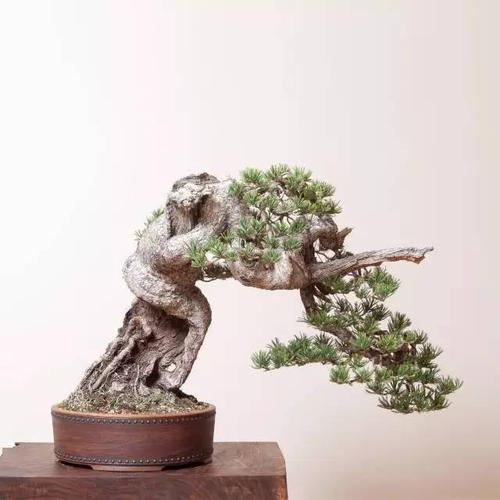 海丰:盆景,处处美得高级