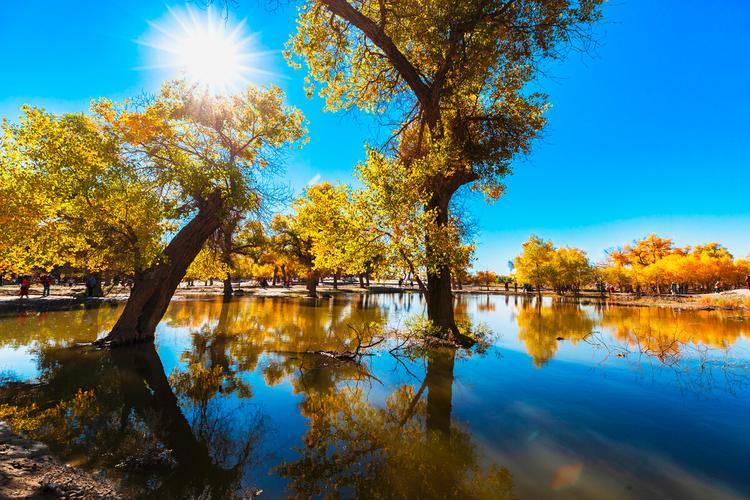 美丽的额济纳胡杨林