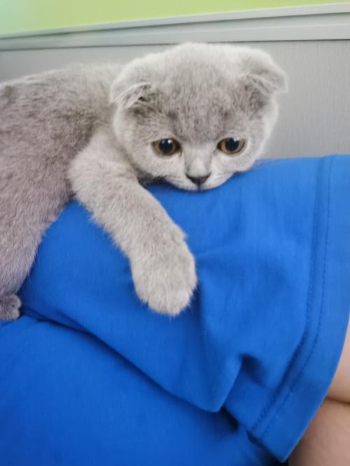 猫咪日渐圆润_猫咪_领养_宠物_猫