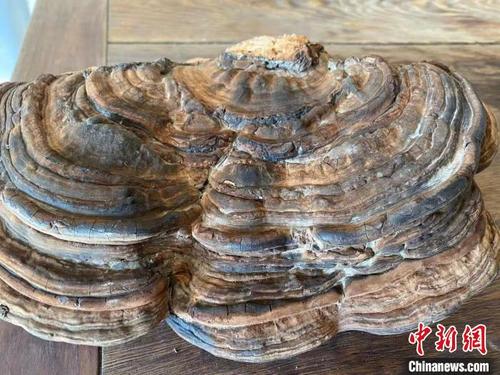 村民香樟树下挖出灵芝 医生:不可随便食用