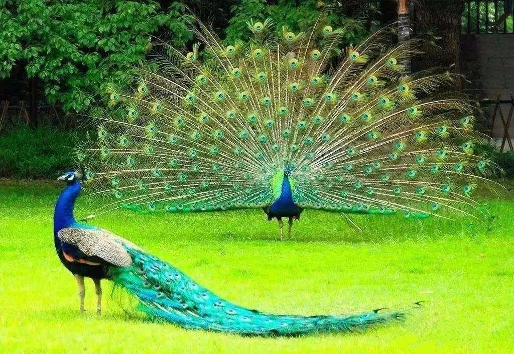 遇上孔雀开屏更是幸运一整年哦 !