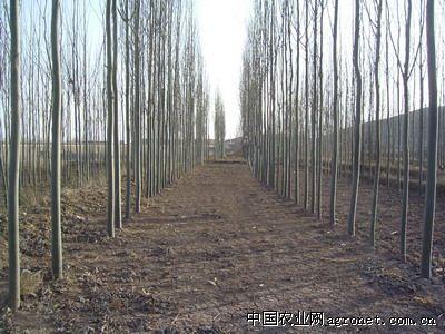 供应新疆杨树苗,杨树,甘肃中川牡丹园,中国农业网产品库