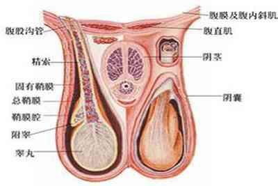 附睾结节如何消除