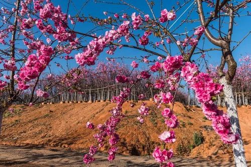 樱为遇见,樱你而美 宜良山后"樱花谷首届樱花节" 3月1