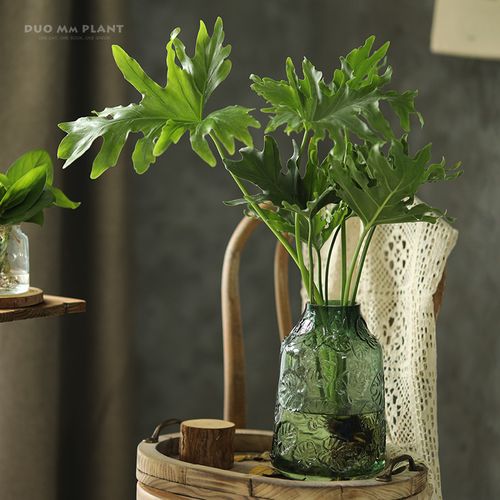 龟背竹水培植植物盆栽办公办公室室内净化空气春羽绿植