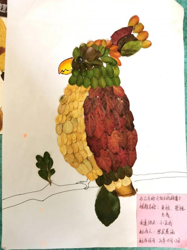 河北省石家庄市神兴小学开展科学学科树叶画作品展示活动