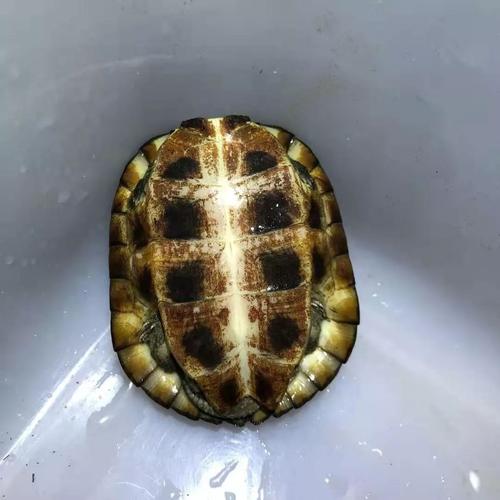 为什么许多人在追求水锈龟?_水碱