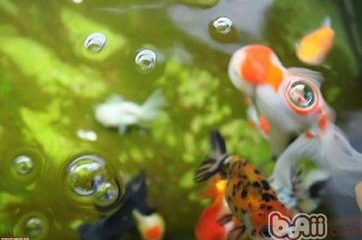 金鱼吐泡泡的原因
