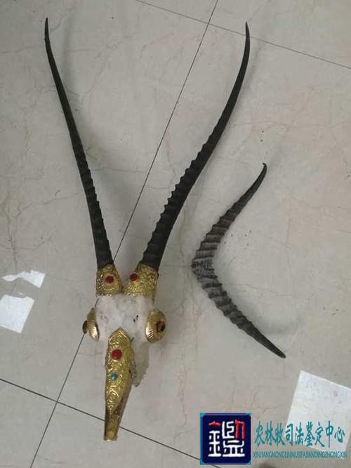 藏羚羊,鹅喉羚分别为国家一,二级重点保护野生动物