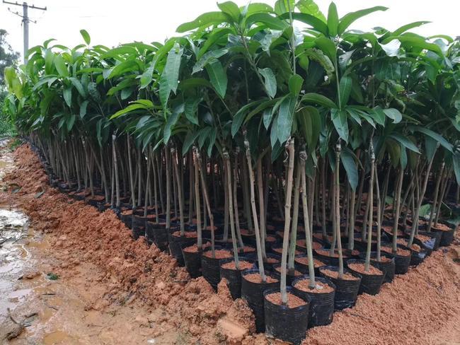 桂七芒果苗