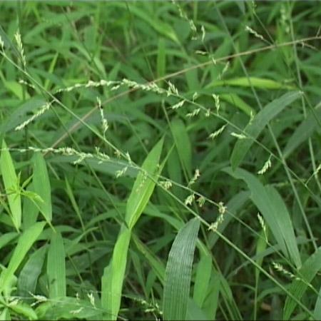 马草