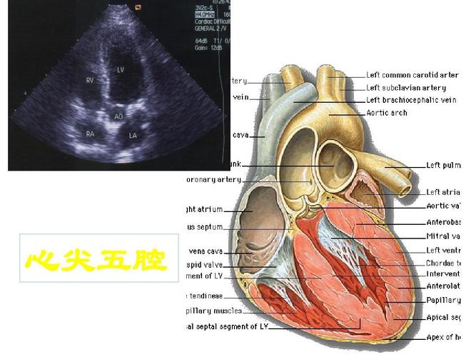 心脏超声的正常值