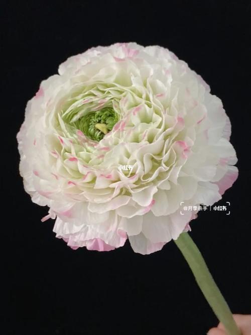 花锦鲤洋牡丹小红帽