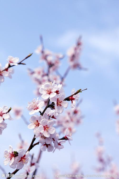 杏花图片