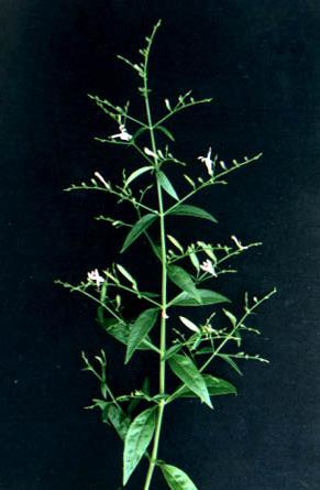 穿心莲味苦性寒,归 心,肺,大肠,膀胱经,药用部位为地上部分.