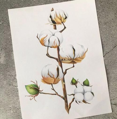 画一支棉花~_素描绘画教程_零二七艺考