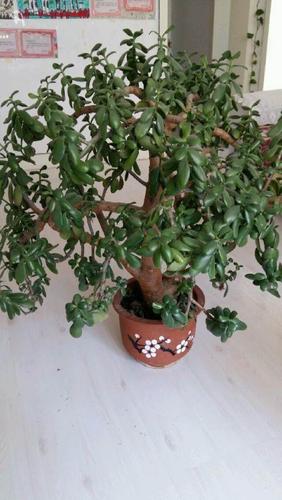 八宝树自家养的,300元出售