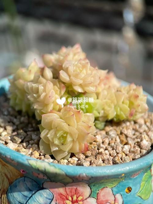麦秆多肉_多肉植物_麦秆多肉_家居家装_家居装饰_花艺