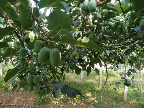 软枣猕猴桃品种介绍