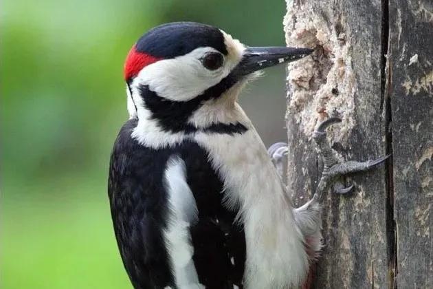 啄木鸟是益鸟还是害鸟
